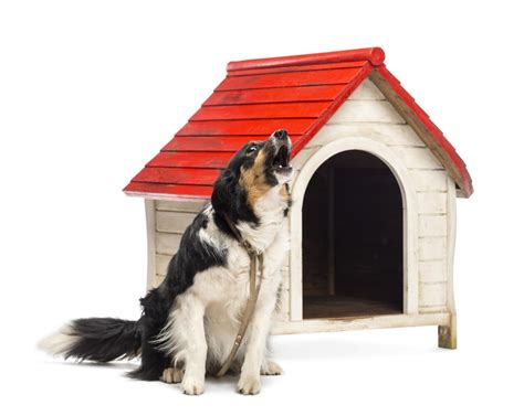 dog boarding stone mountain ga|Top Dog Sitters and Boarders in Stone Mountain, GA .